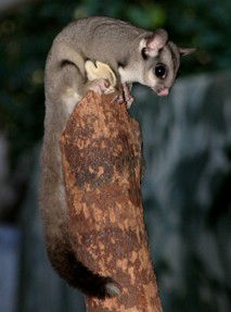 Currumbin Wildlife Sanctuary - Northern Rivers Accommodation 3