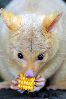 Currumbin Wildlife Sanctuary - Northern Rivers Accommodation 4