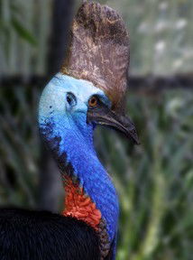 Currumbin Wildlife Sanctuary - Northern Rivers Accommodation 8