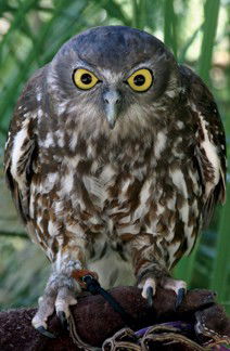Currumbin Wildlife Sanctuary - Northern Rivers Accommodation 9