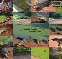 The Malcolm Douglas Crocodile Park - Northern Rivers Accommodation