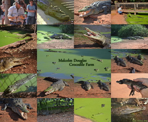 The Malcolm Douglas Crocodile Park - Northern Rivers Accommodation 0