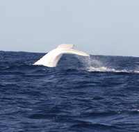 Australian Whale Watching - Northern Rivers Accommodation