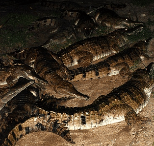 Cairns Night Zoo - Northern Rivers Accommodation 3