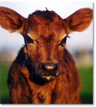 Chesterfield Farm - Northern Rivers Accommodation 1