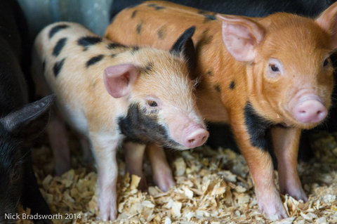 Chesterfield Farm - Northern Rivers Accommodation 4