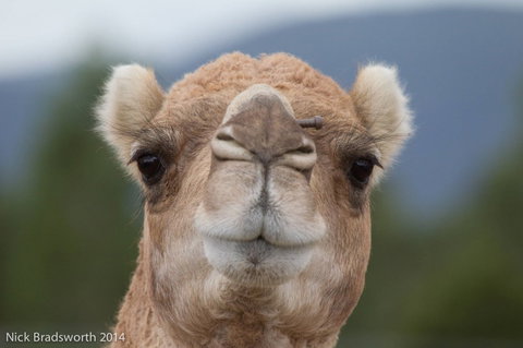 Chesterfield Farm - Northern Rivers Accommodation 5