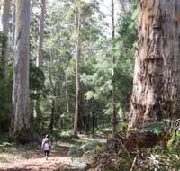 Warren River Loop Walk - Northern Rivers Accommodation