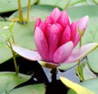 The Lotus Day Spa and Retreat - Northern Rivers Accommodation