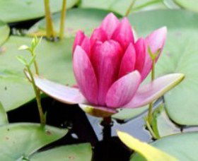 The Lotus Day Spa And Retreat - Northern Rivers Accommodation 0