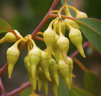 Mount Short Scenic Drive - Northern Rivers Accommodation