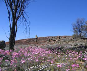 Talgomine Reserve - Northern Rivers Accommodation 0