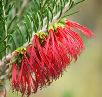 Ethel Daw Scenic Drive - Northern Rivers Accommodation