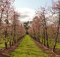 Raeburn Orchards - Northern Rivers Accommodation