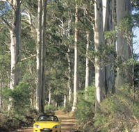 Scotsdale Tourist Drive - Northern Rivers Accommodation