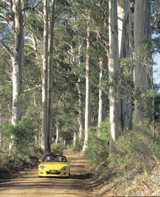 Scotsdale Tourist Drive - Northern Rivers Accommodation 0