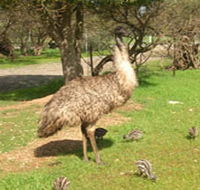 Minlaton Fauna Park - Northern Rivers Accommodation