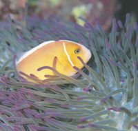 Rowley Shoals - Northern Rivers Accommodation