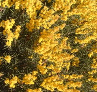 Dalwallinu Remnant Bushland - Northern Rivers Accommodation