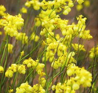 Mount Madden Scenic Drive - Northern Rivers Accommodation