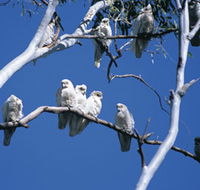 Carawine Gorge - Northern Rivers Accommodation