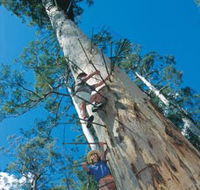 Dave Evans Bicentennial Tree - Northern Rivers Accommodation