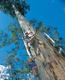 Dave Evans Bicentennial Tree - Northern Rivers Accommodation 0