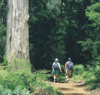 Gloucester Tree - Northern Rivers Accommodation