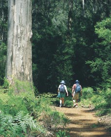 Gloucester Tree - Northern Rivers Accommodation 0