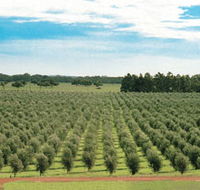 Fini Olives - Northern Rivers Accommodation