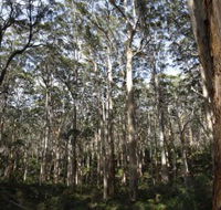 Boranup Karri Forest - Northern Rivers Accommodation