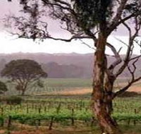 Yangarra Estate Vineyard - Northern Rivers Accommodation
