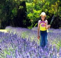 Brayfield Park Lavender Farm - Northern Rivers Accommodation
