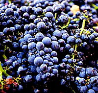 Laurel Bank Vineyard - Northern Rivers Accommodation