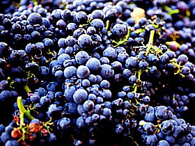 Laurel Bank Vineyard - Northern Rivers Accommodation 0