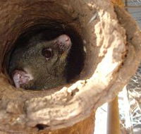 Mulga Sanctuary and Wildlife Park - Northern Rivers Accommodation