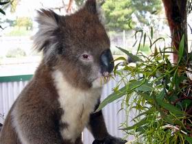 Glen-Forest Tourist Park - Northern Rivers Accommodation 0