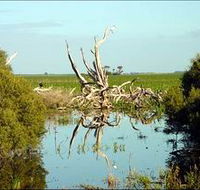 Bool Lagoon Game Reserve and Hacks Lagoon Conservation Park - Northern Rivers Accommodation