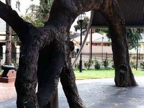 Old Gum Tree - Northern Rivers Accommodation 0
