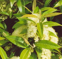 Tumbeela Native Bushfoods - Northern Rivers Accommodation