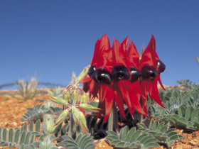Alan Mclellan Lookout - Northern Rivers Accommodation 0