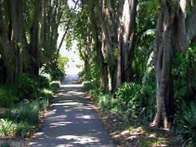 Adelaide Botanic Garden - Northern Rivers Accommodation 0