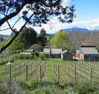 Wilmot Hills Vineyard - Northern Rivers Accommodation