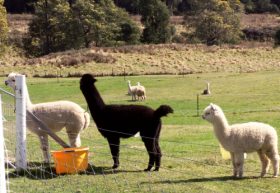 Maydena Country Cabins Accommodation & Alpaca Stud - Northern Rivers Accommodation 0
