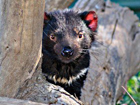 Trowunna Wildlife Sanctuary - Northern Rivers Accommodation 0