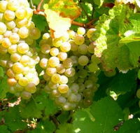 Winstead Vineyard - Northern Rivers Accommodation