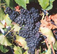 Darlington Vineyard - Northern Rivers Accommodation