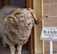Tasmanian Wool Centre - Northern Rivers Accommodation
