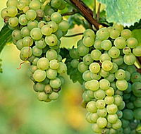 TP Vineyards - Northern Rivers Accommodation