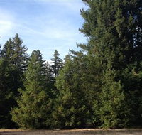 Pialligo Redwood Forest - Northern Rivers Accommodation